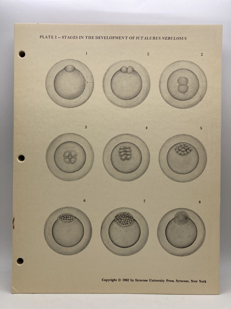 Stages in the Development of Ictalurus Nebulosus (Cardboard Plates)