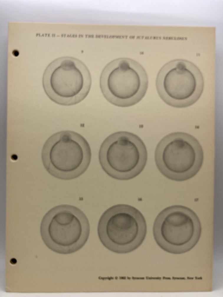 Stages in the Development of Ictalurus Nebulosus (Cardboard Plates)