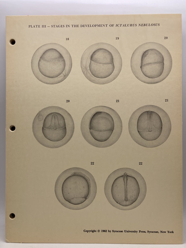 Stages in the Development of Ictalurus Nebulosus (Cardboard Plates)