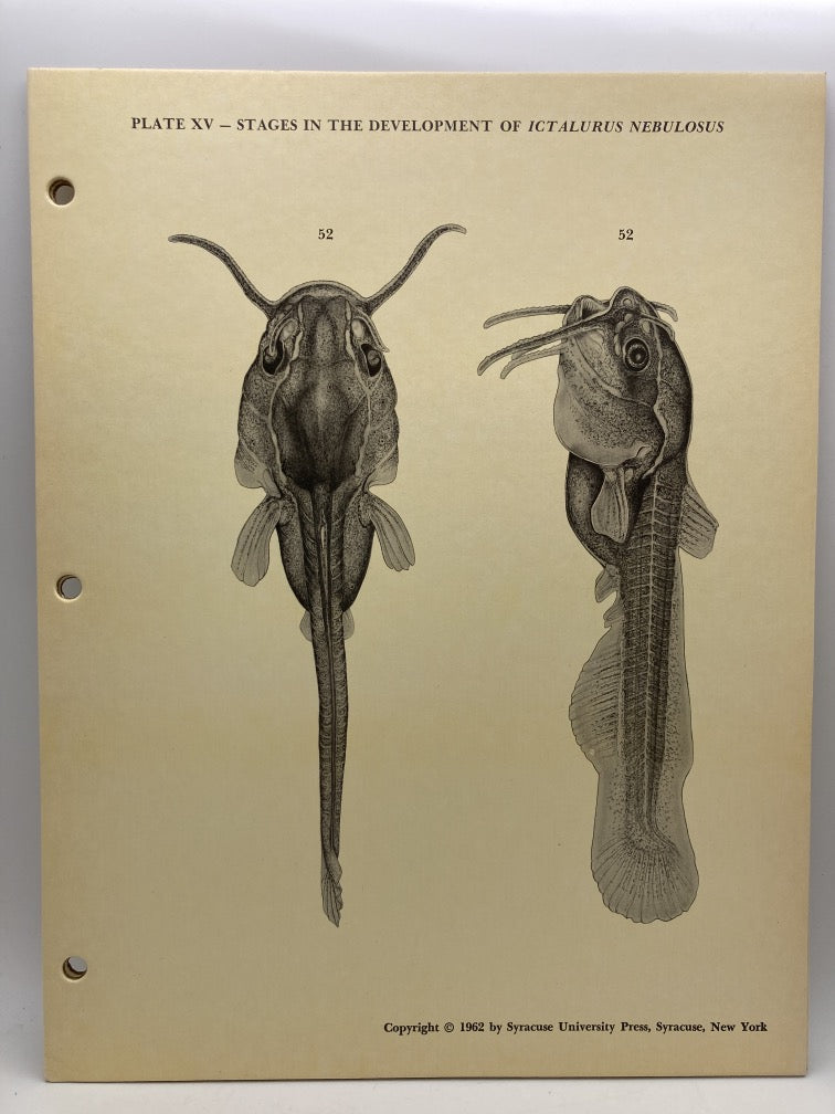 Stages in the Development of Ictalurus Nebulosus (Cardboard Plates)