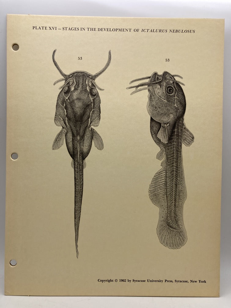 Stages in the Development of Ictalurus Nebulosus (Cardboard Plates)