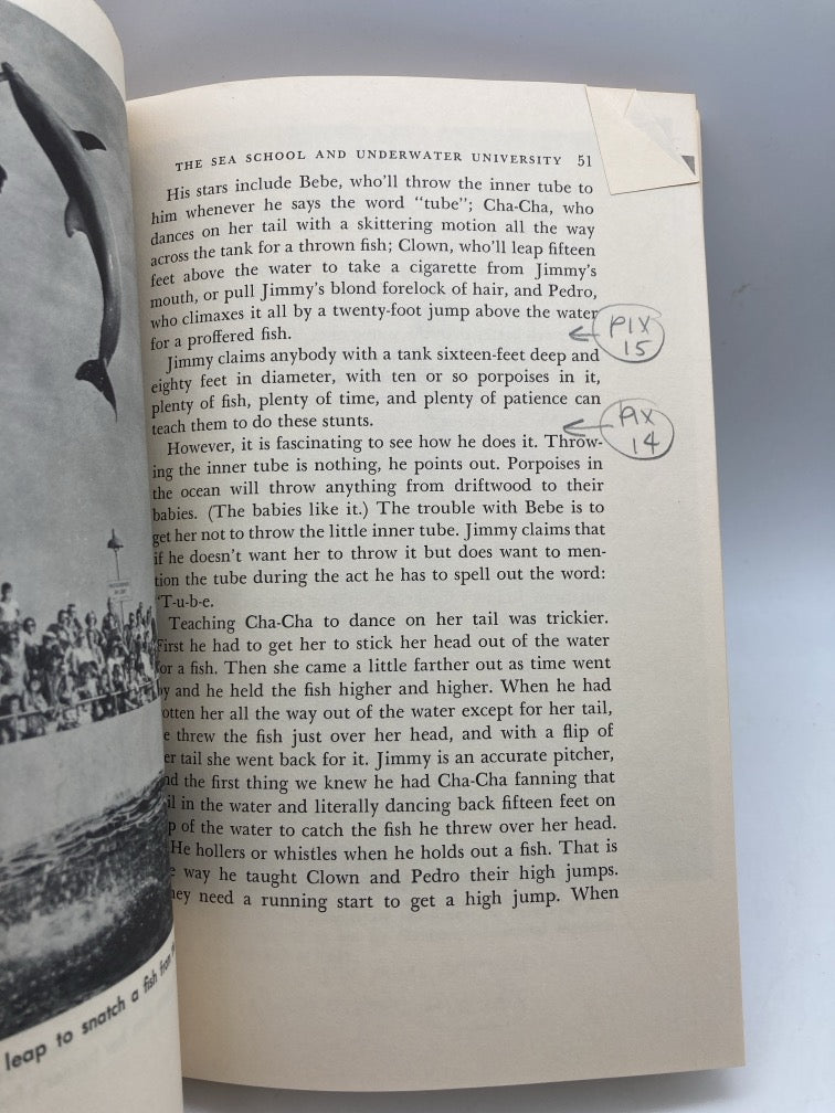 Porpoise Tales